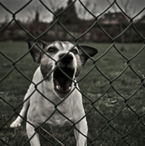 Dog Bite Case Settlement Highlights Owners’ Liability for Pet